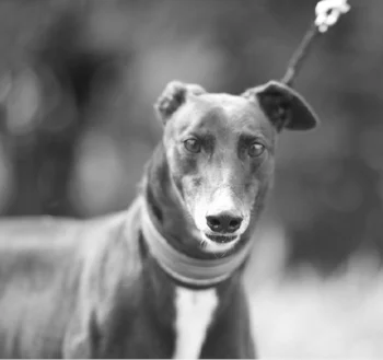 Freya - Just the beautiful angel she is xx