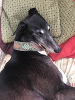 Magic sleeping.jpeg