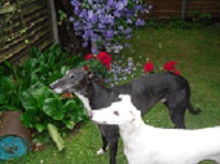 Magic & Petal 1.jpeg
