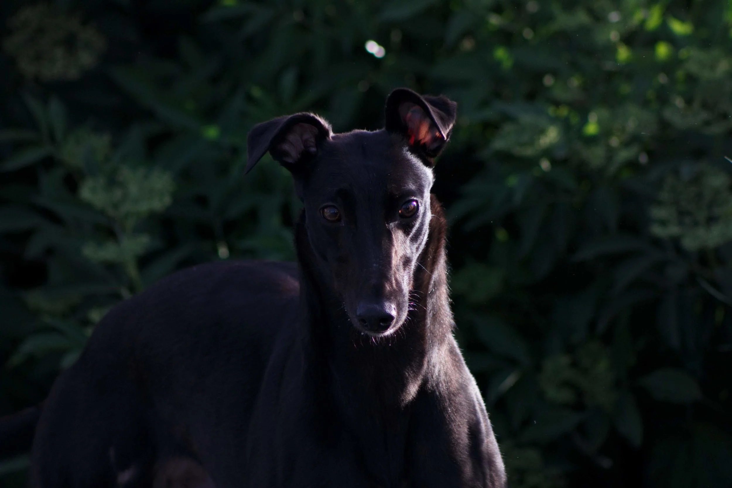 Liquorice 2.jpg