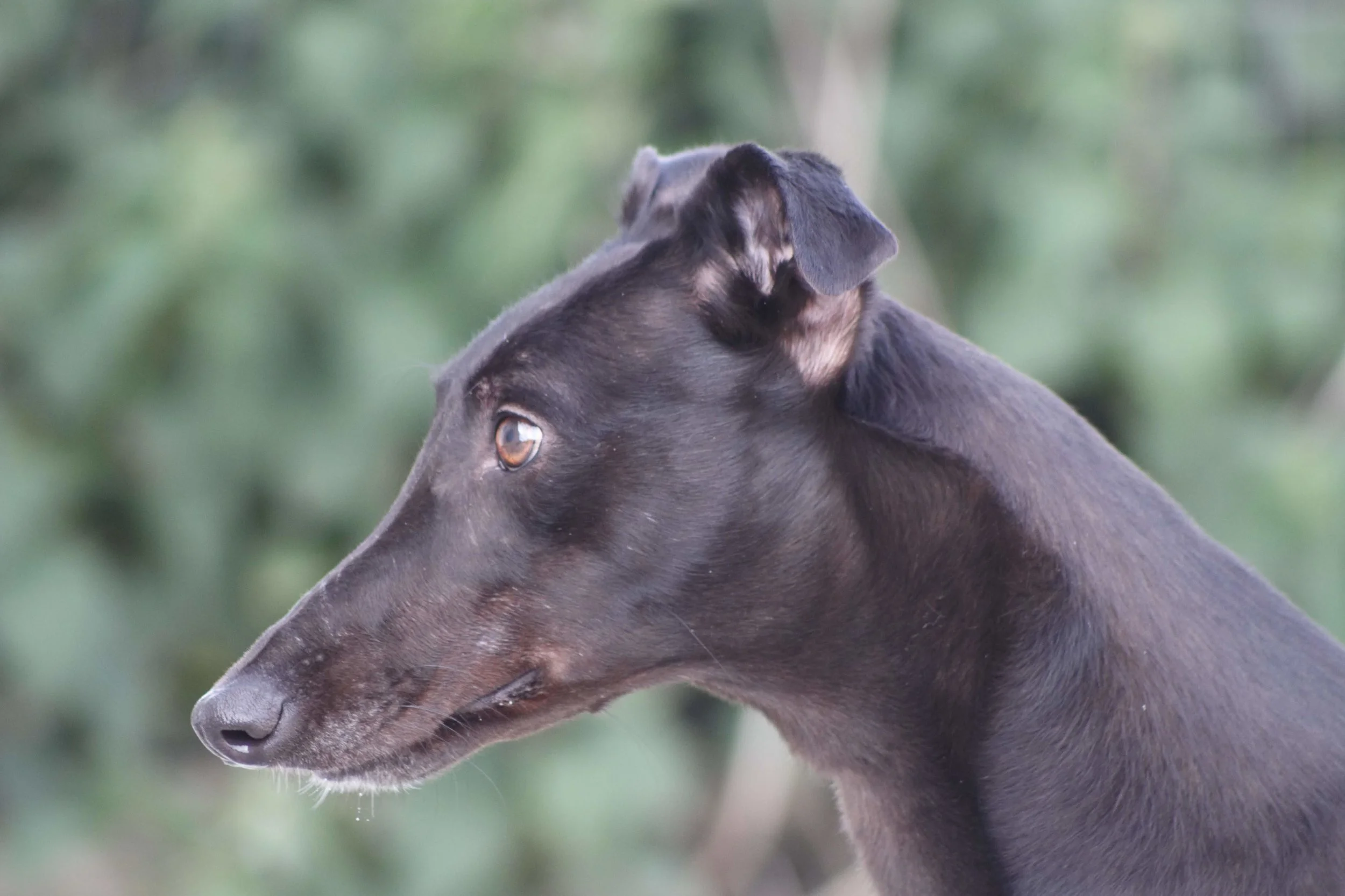 Liquorice 3.jpg