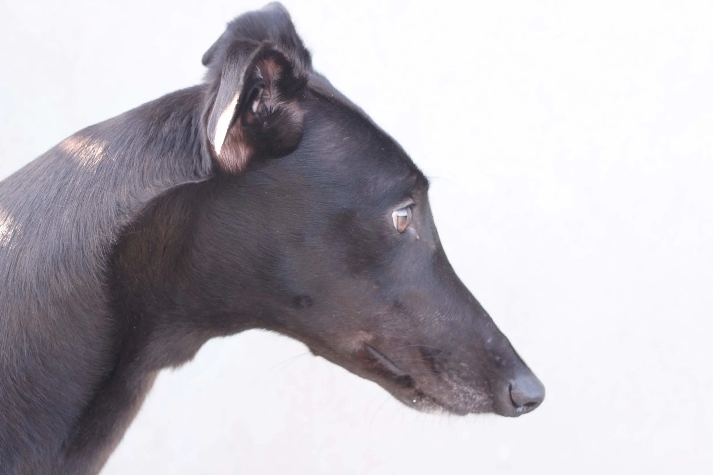 Liquorice 5.jpg