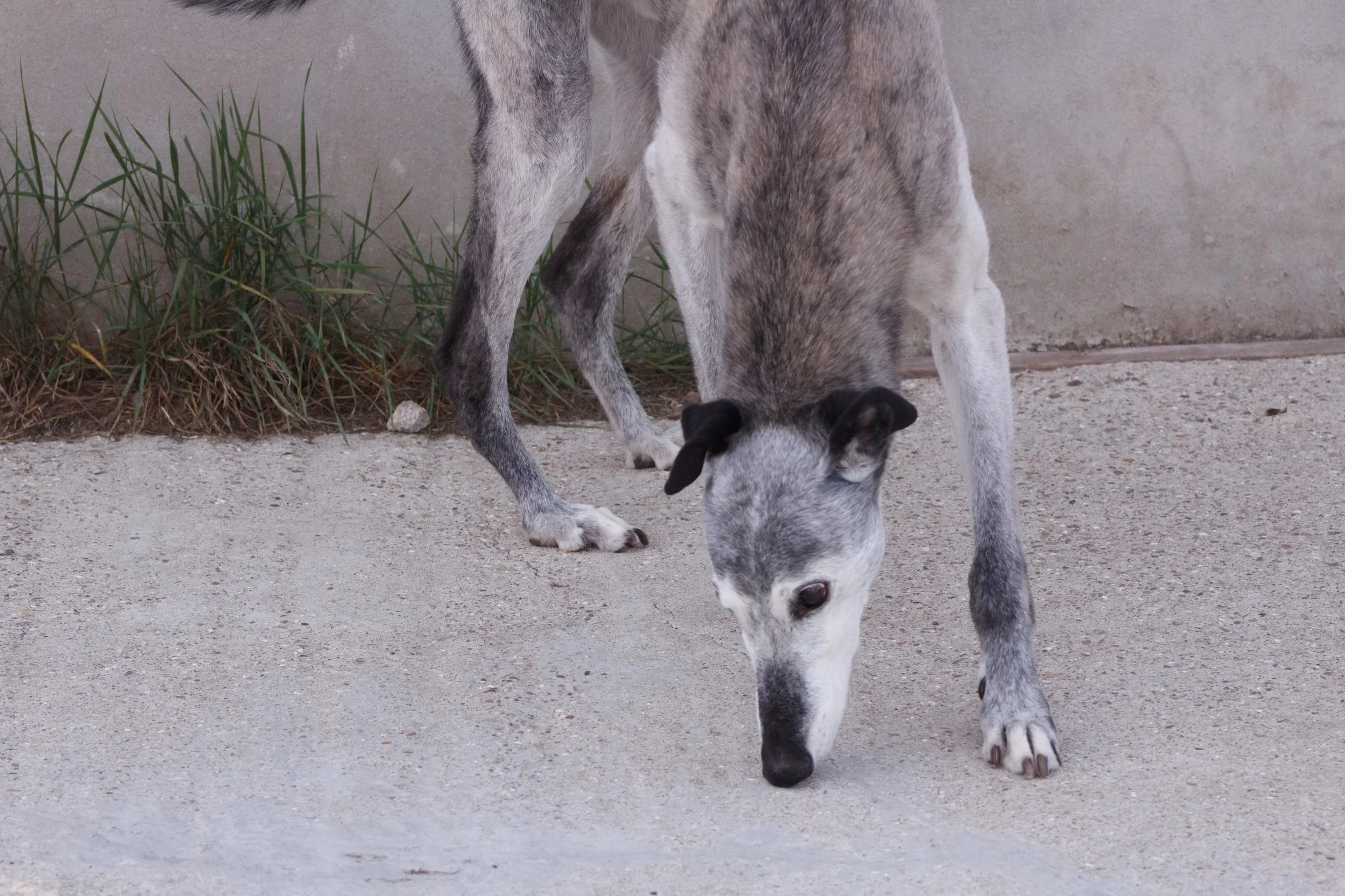BRINDY AT 13