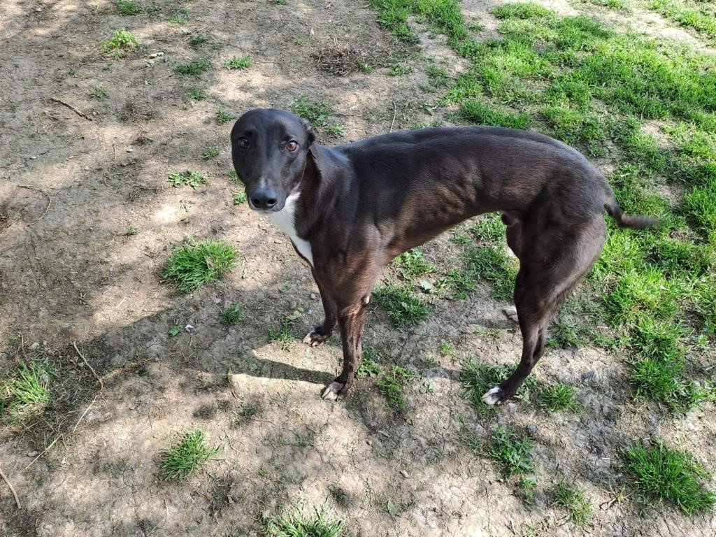 Beano - Ready for rehoming — Greyhound Rescue