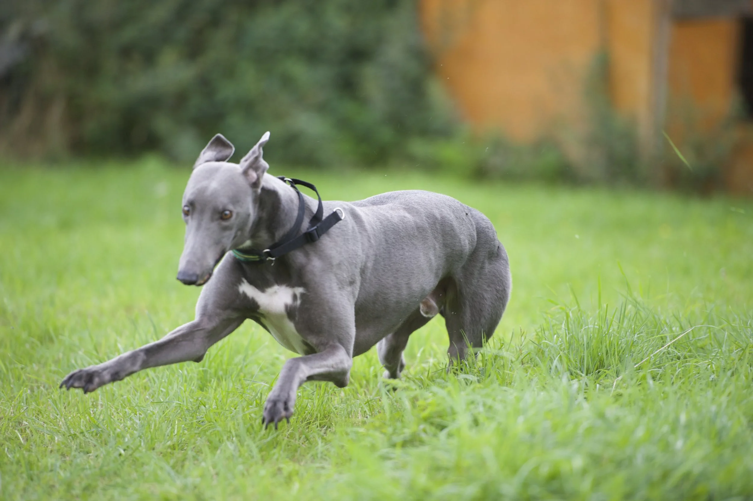 Whippet Elite Greyhound Sting Elite (discontinued Model) Sofadogwear