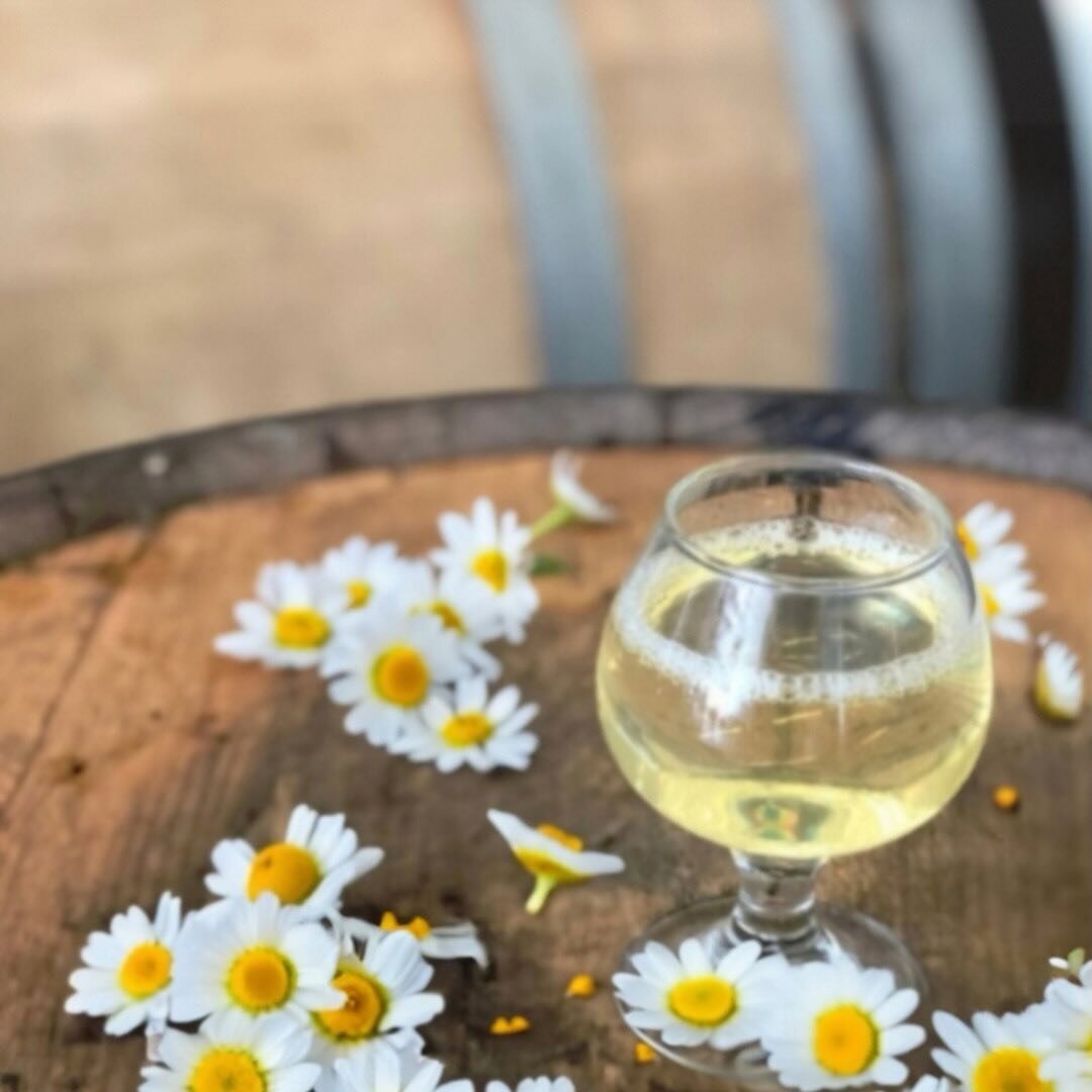 🚨 New Cider // Chamomile 6.5% // Notes of mild, earthy honey and floral aromas. This cider is dry/off-dry, the addition of chamomile provides a mellow sweetness and enhances the natural flavor of the apple. // Only available on draft, in the tasting