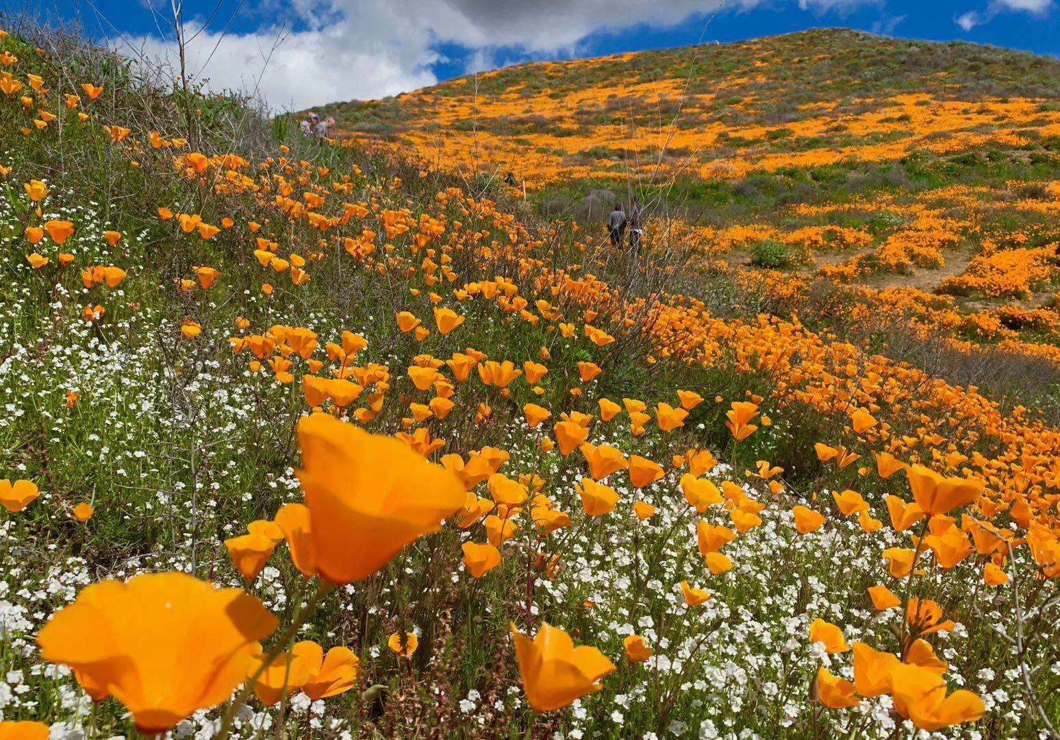 california poppies superbloom.jpg
