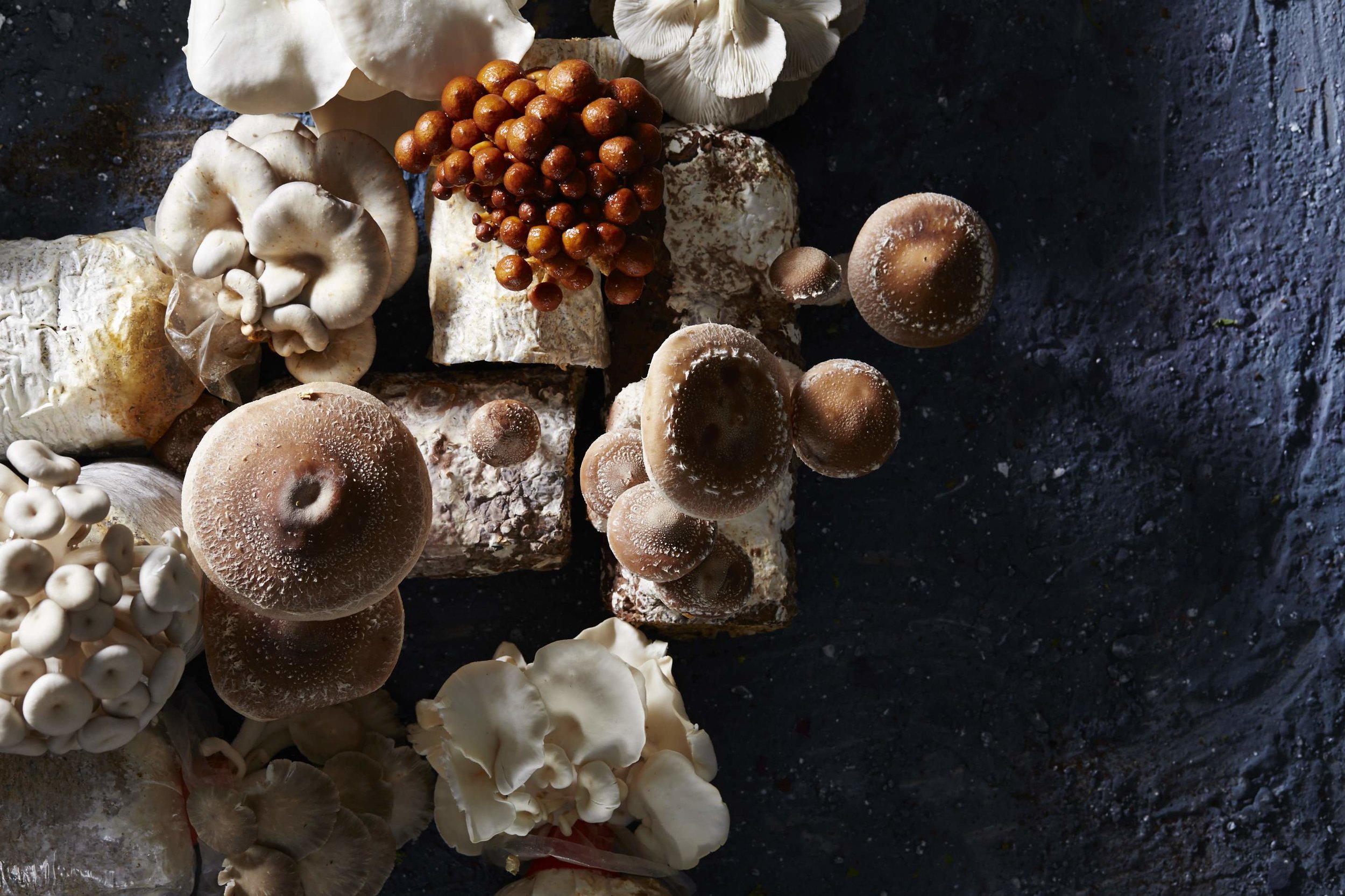 Mushrooms-01.jpg