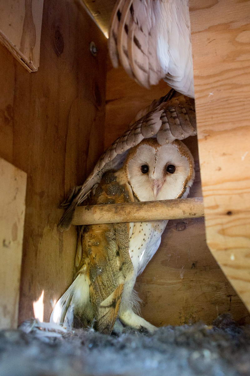 Barn owl youngsters.jpg
