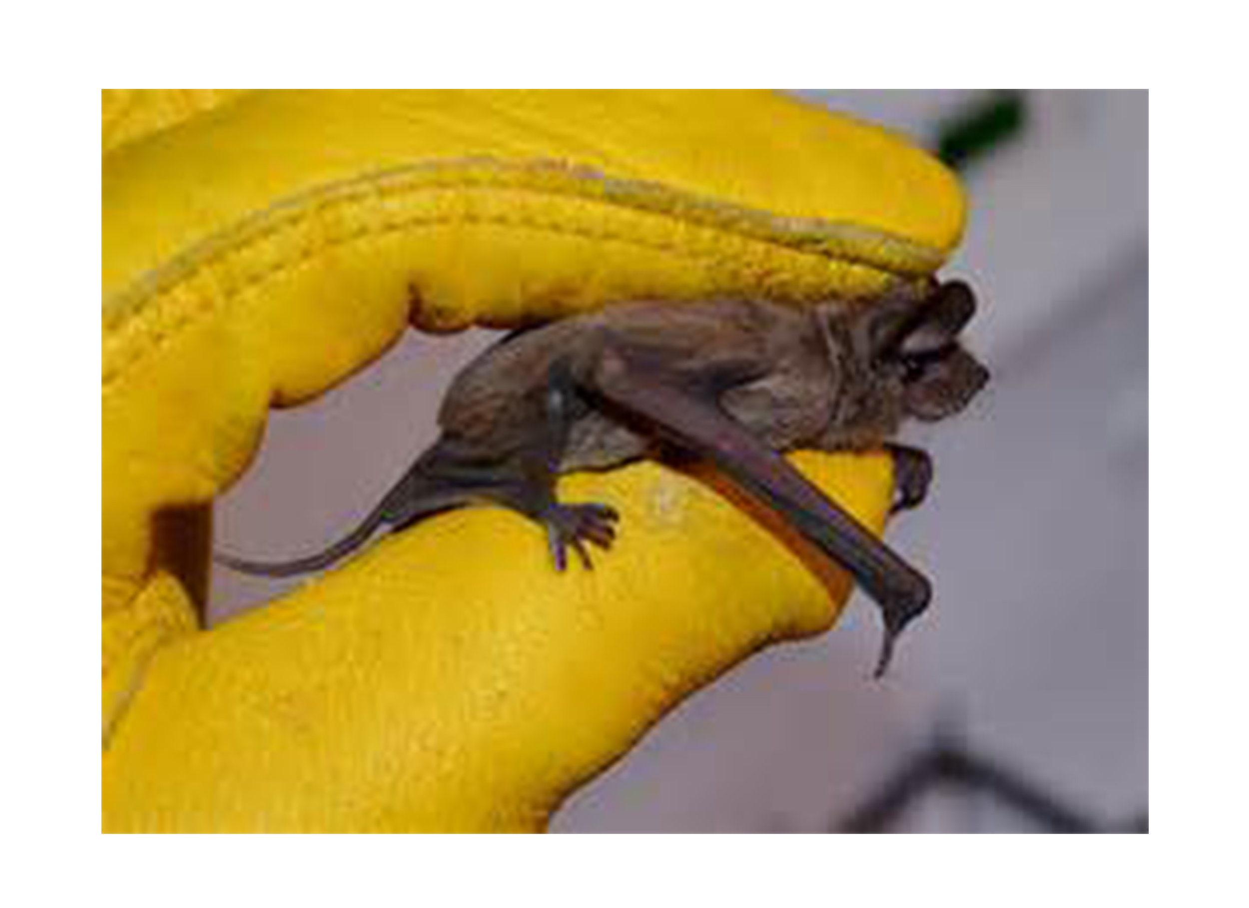 Mexican Freetail Bat.jpg