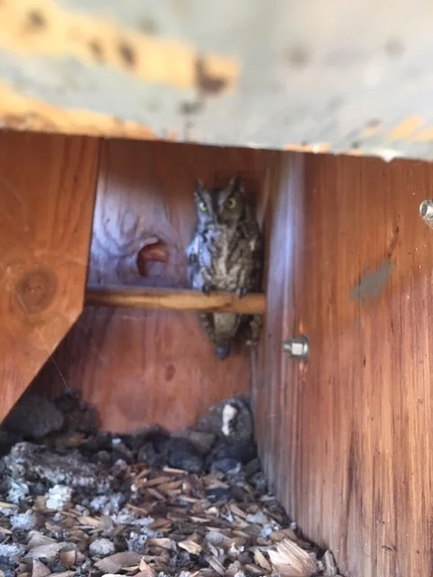 Western Screech Owl 