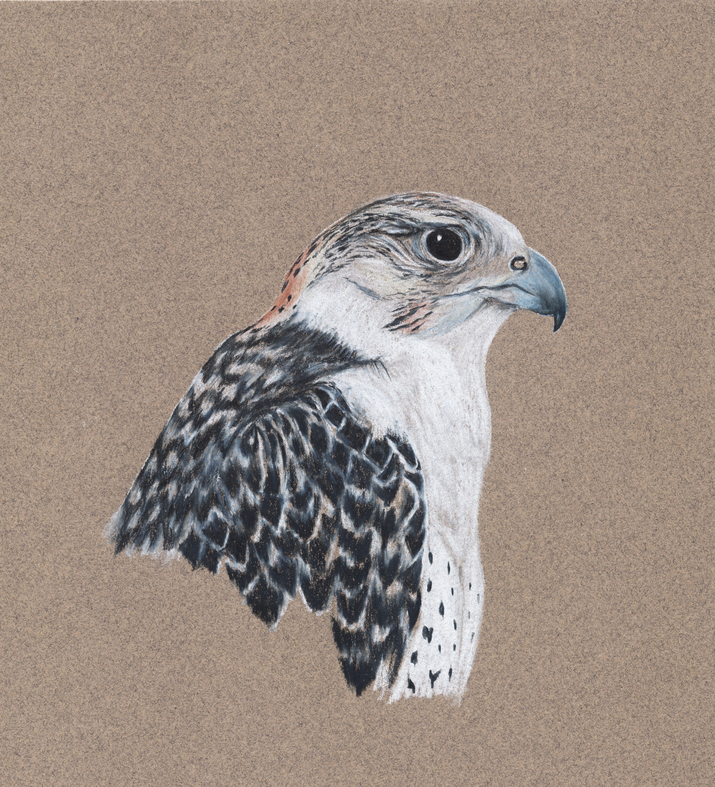 Peregrine-gryfalcon hybrid Falco peregrinus-Falco rusticolus Colored Pencil on Toned Paper