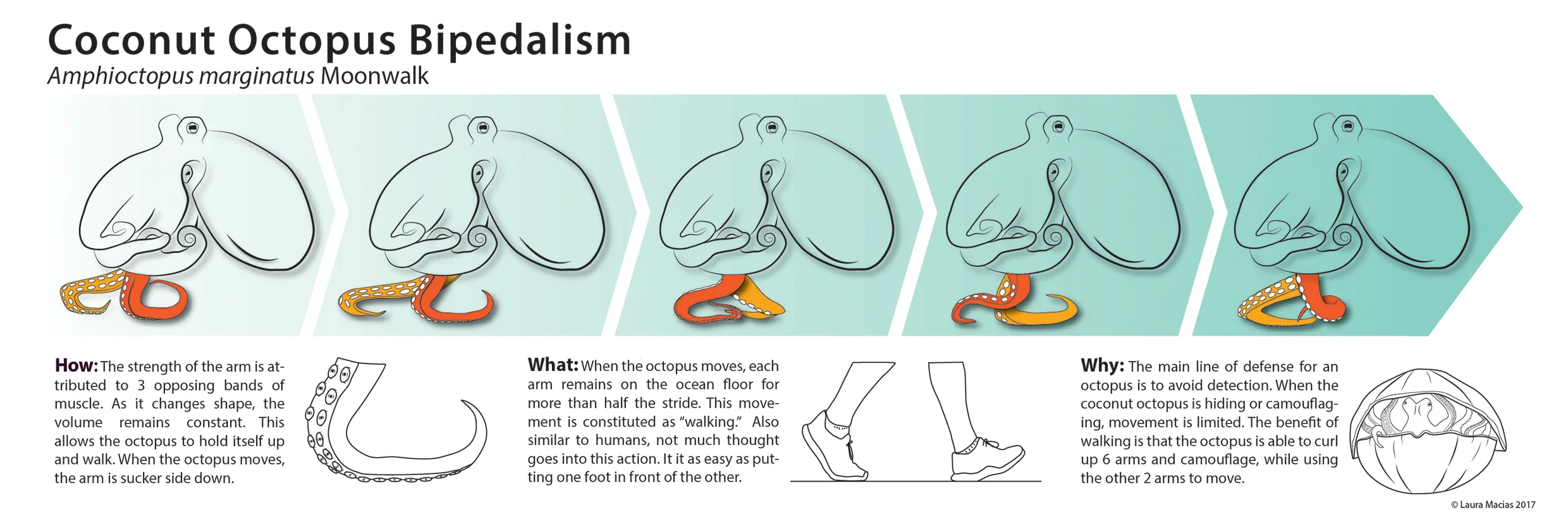Laura_Macias_510_bipedalism.jpg