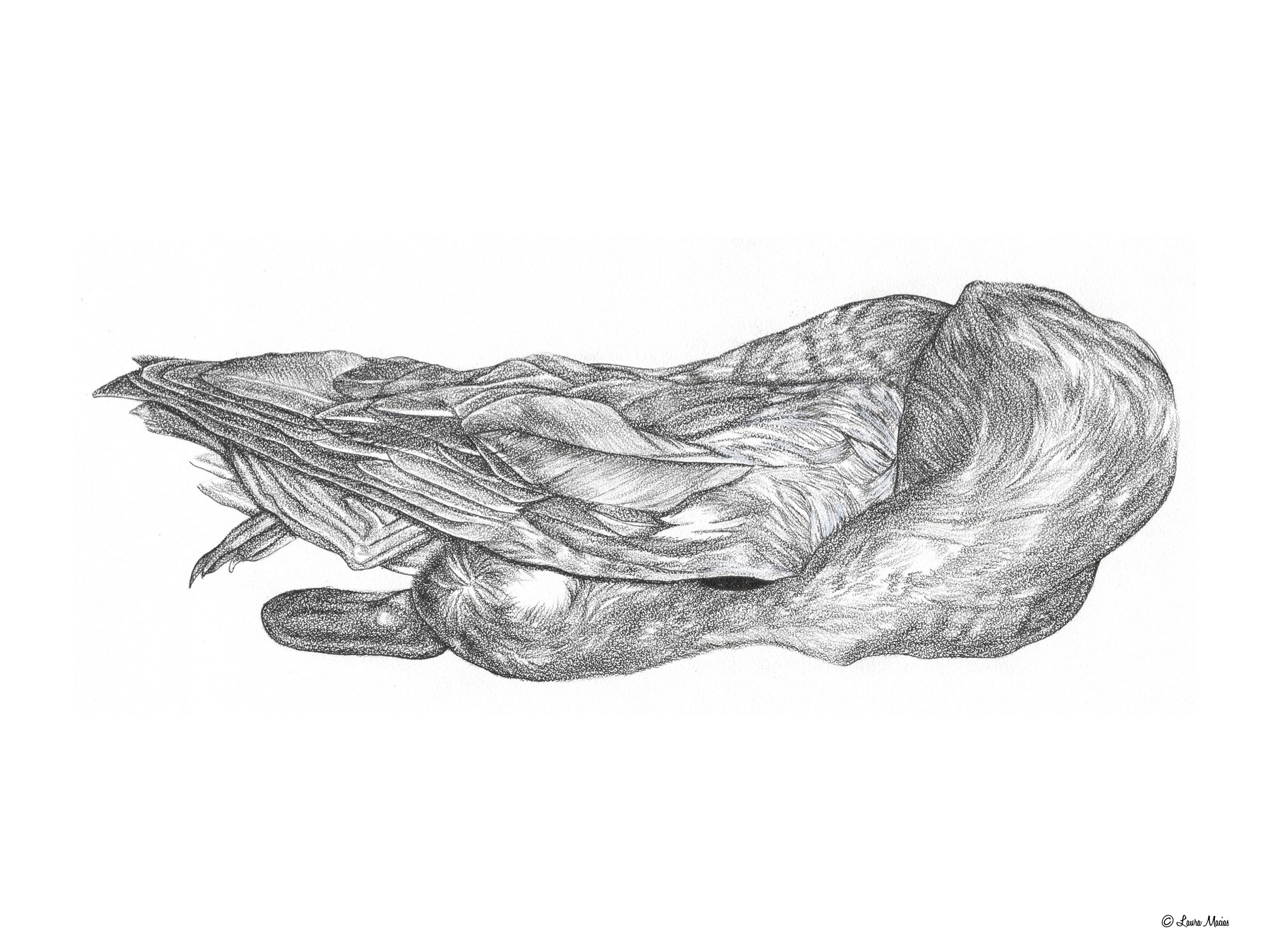 Male Cinnamon Teal Anas cyanoptera Ink and Pencil on Coquille 