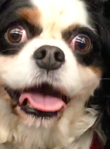 Screen Shot 2017-03-26 at 00.19.42.png