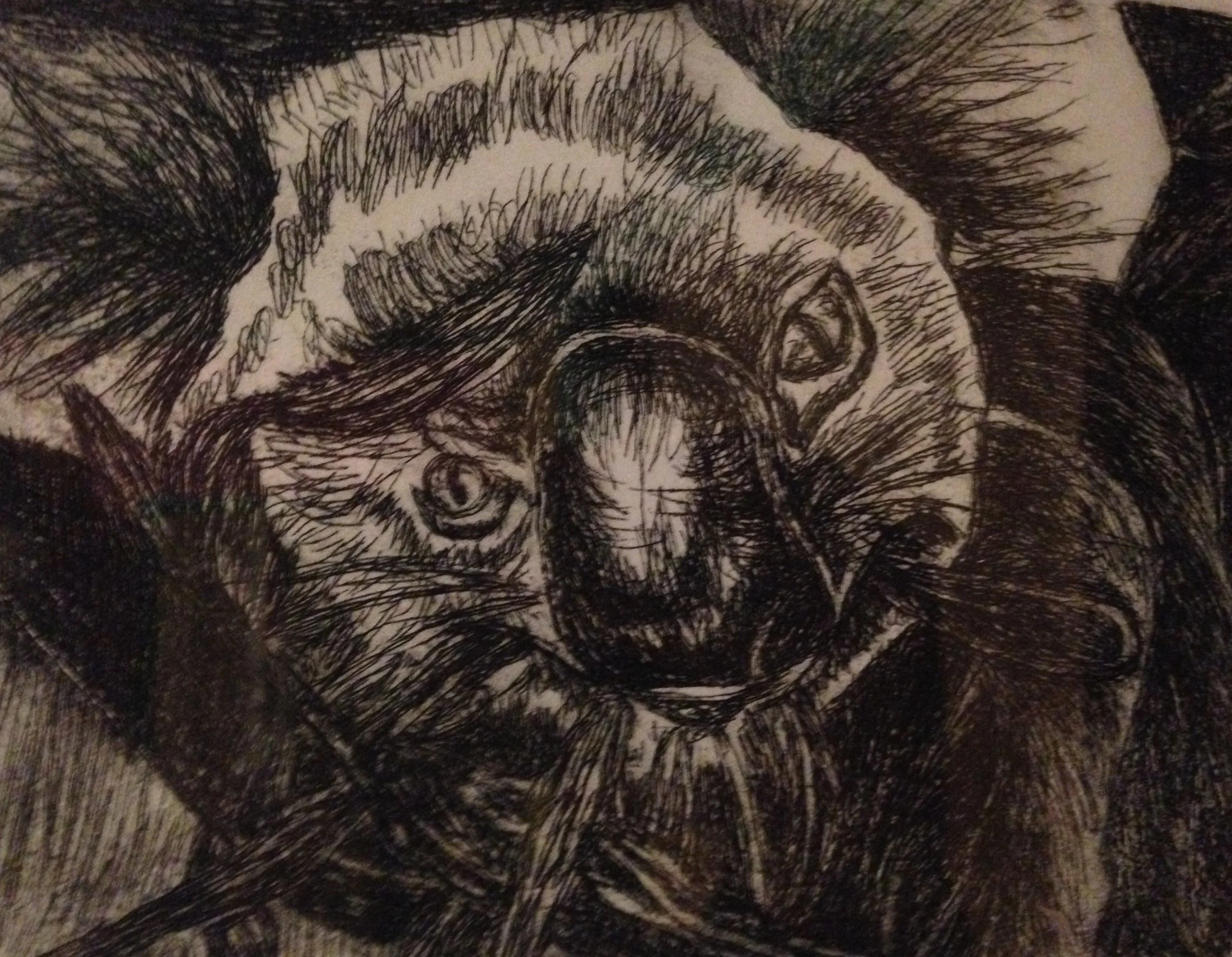 koala print.jpg
