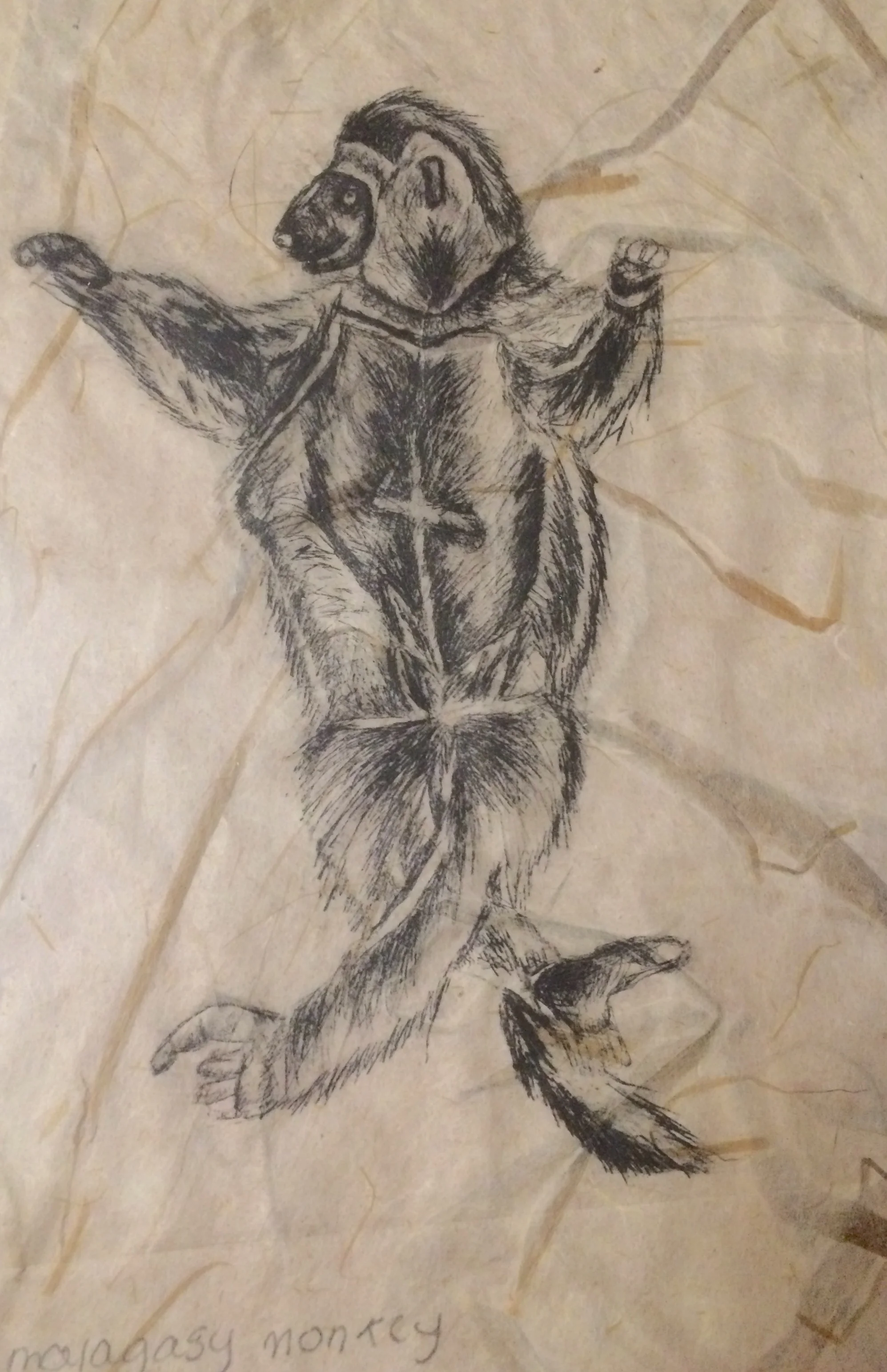 monkey.jpg