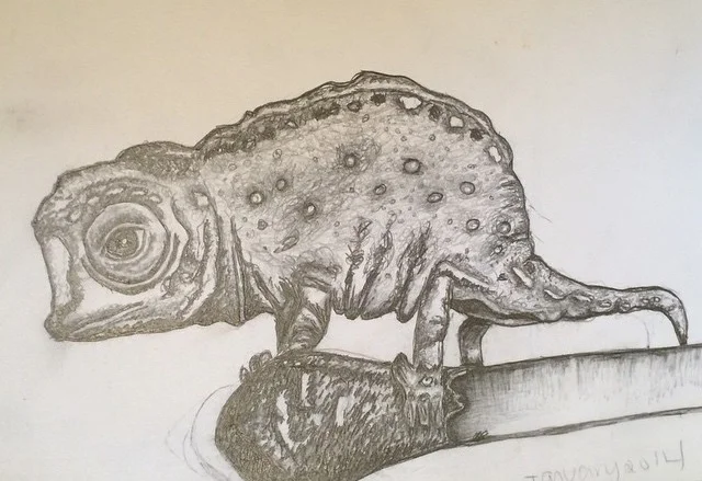 lizsard on match.jpg