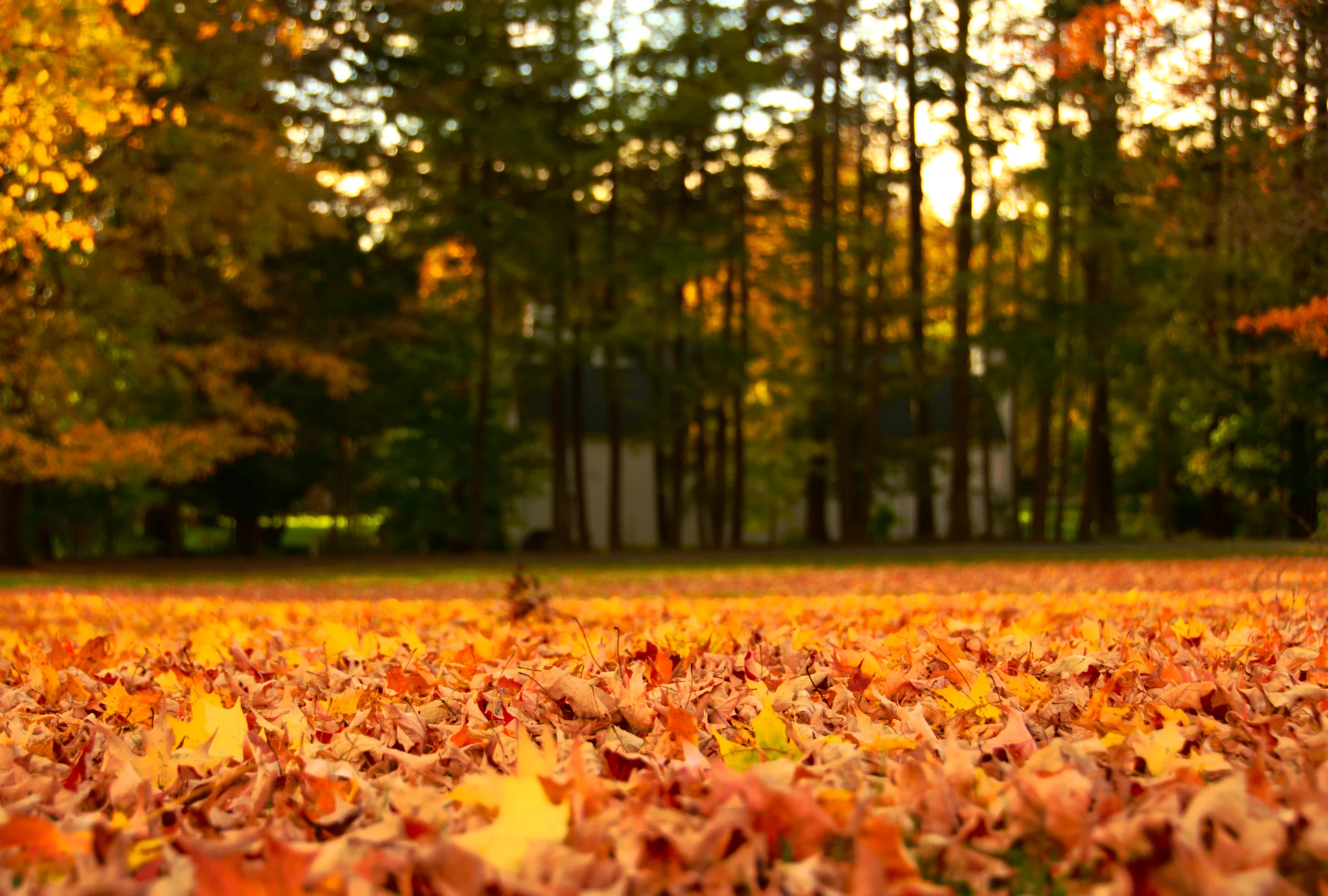 Sea-of-New-England-Fall-Foliage.jpg