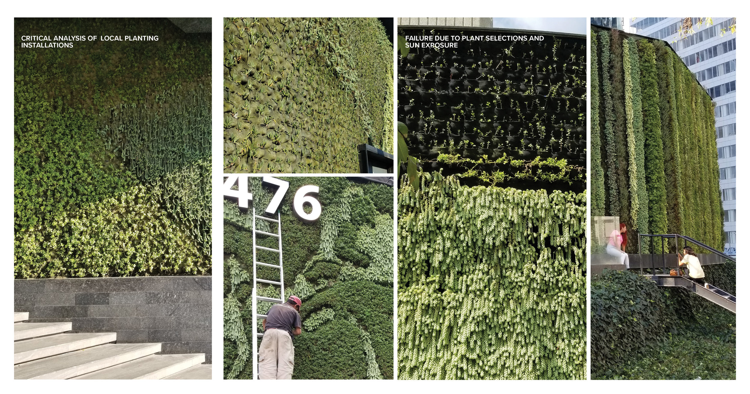  One of the initial large components of the design project that led to the production of the resource book, was the inclusion and design of significant green walls on a curving façade. The design team conducted an extensive survey of existing green w