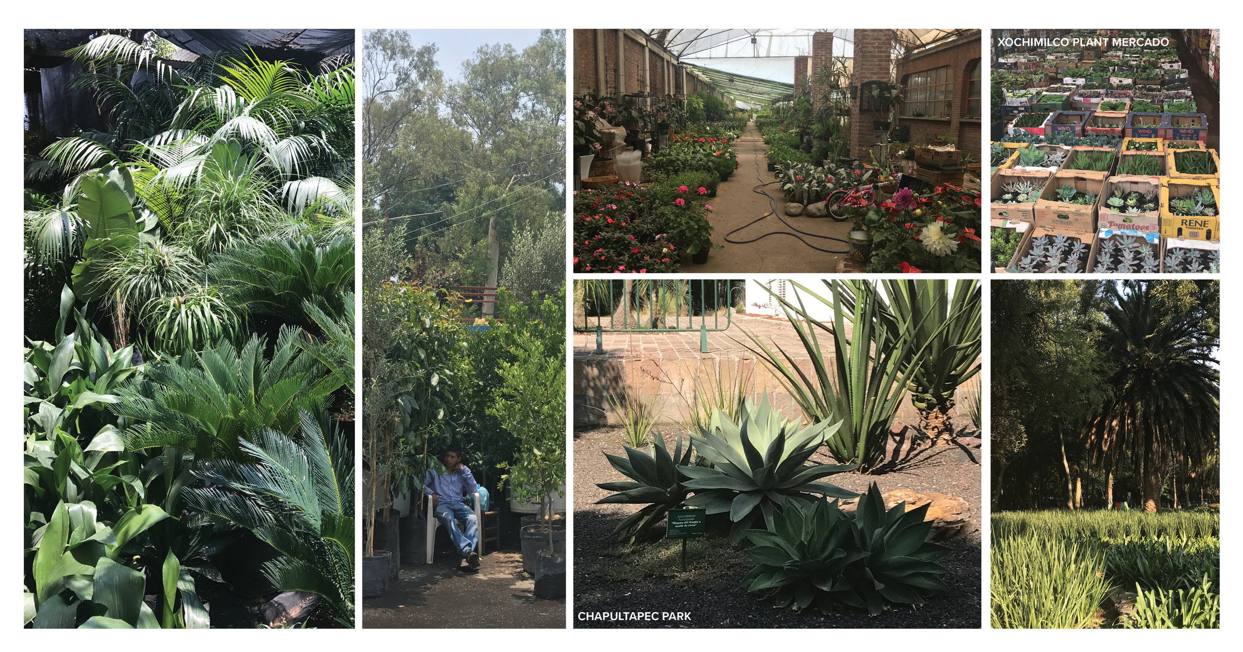  Visits to major public spaces, comparable developments, plant growers, and vast plant markets provided the basis for the ‘horizontal’ plant palette. Documentation of plants in context as well as a comprehensive look at local availability with the co