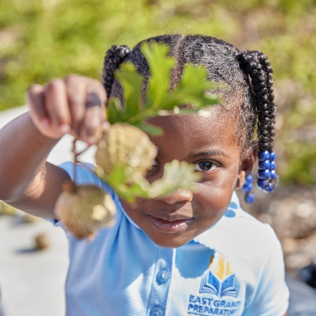 At the Lindsley Cityscape Early Childhood Development School, we planted the Quercus macrocarpa Tree, commonly know as Bur Oak, to spark kids' curiosity in the wooly wild large acorns and leaf shape. It worked :)
#education #natureeducation #Dallasde