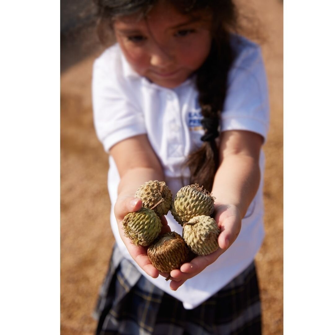 At the Lindsley Cityscape Early Childhood Development Center, we planted the Quercus macrocarpa Tree, commonly know as Bur Oak, to spark kids' curiosity in the wooly wild large acorns and leaf shape. It worked :)

Photo Credit: Justin Miers Photograp