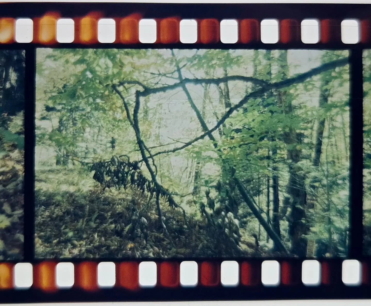My birthday present to myself last month was getting some E6 film developed and scanned. This is some @filmphotographyproject Retro Chrome 400 slide film I picked up.....probably during the abyss of 2020. And shot......last fall.....in one of my favo