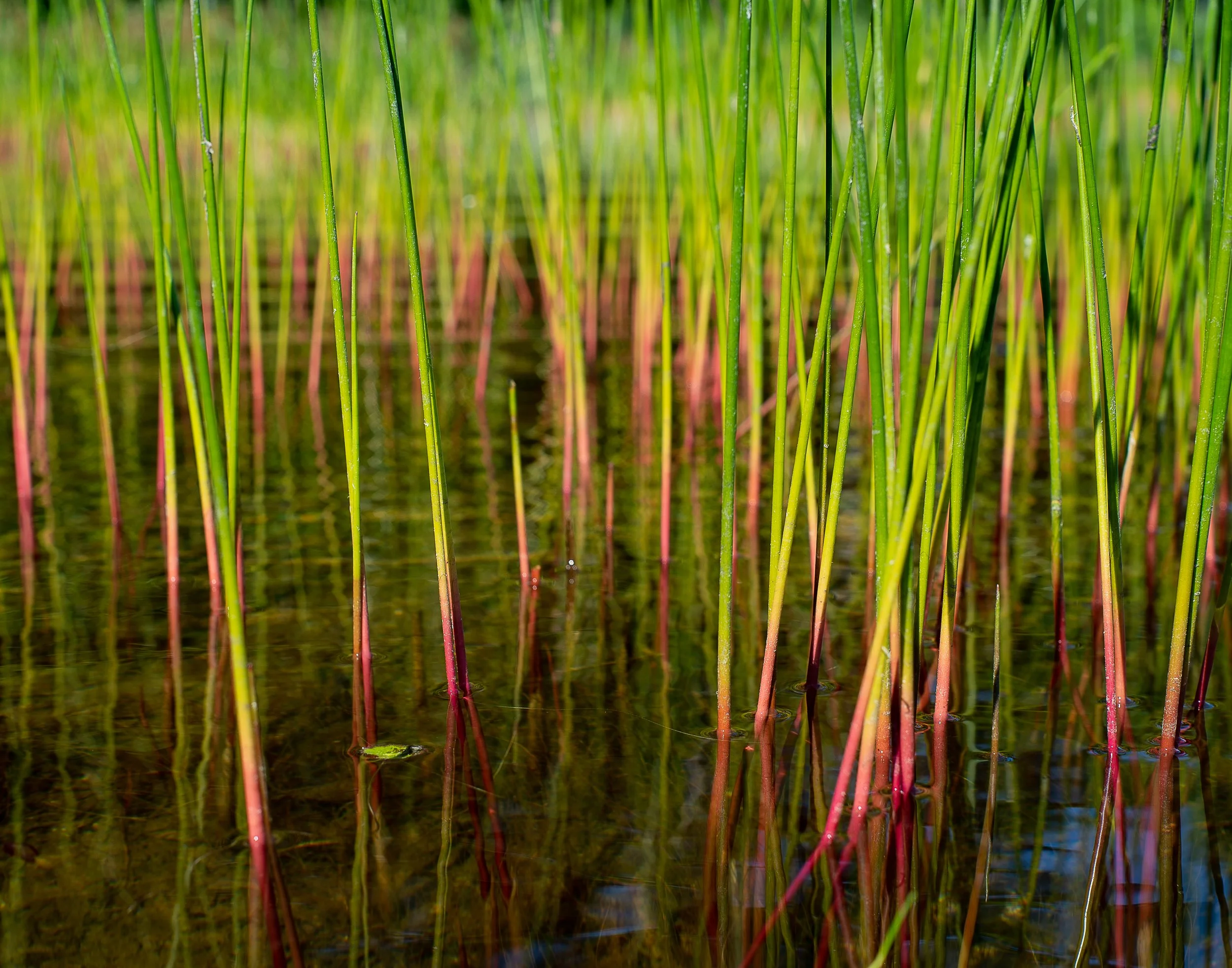 Reeds 11x14.jpg