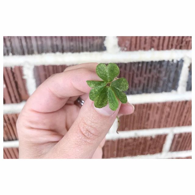 Happy Monday! Hope everyone had a fun and safe St. Patrick&rsquo;s Day weekend! I had a super relaxing time with friends and family and even closed out the weekend by finding one of these little guys! 🍀 Random fact about me: I&rsquo;m actually reall