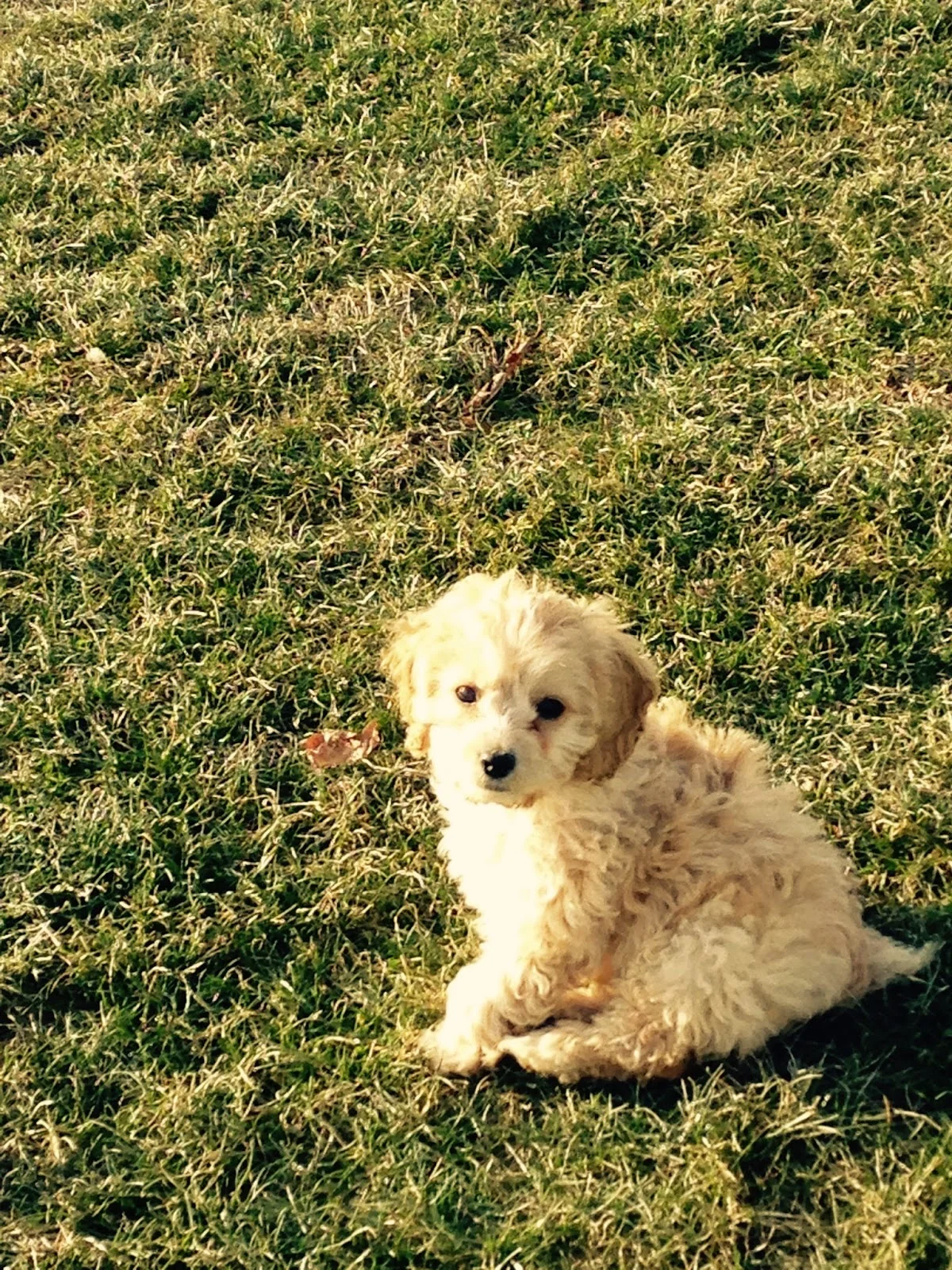 How a Puppy is Teaching Me About God