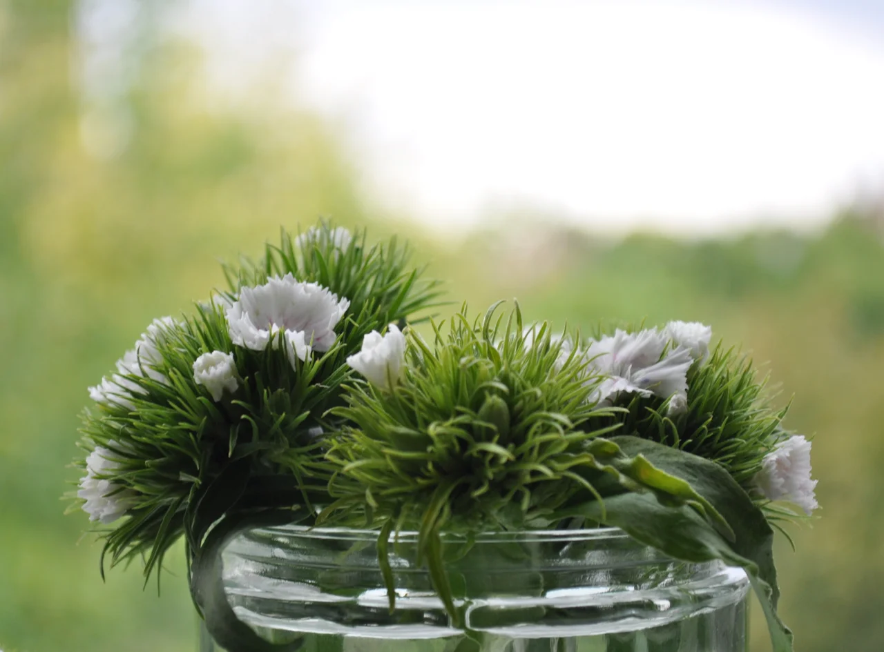 white+flowers+by+csevenm.jpg