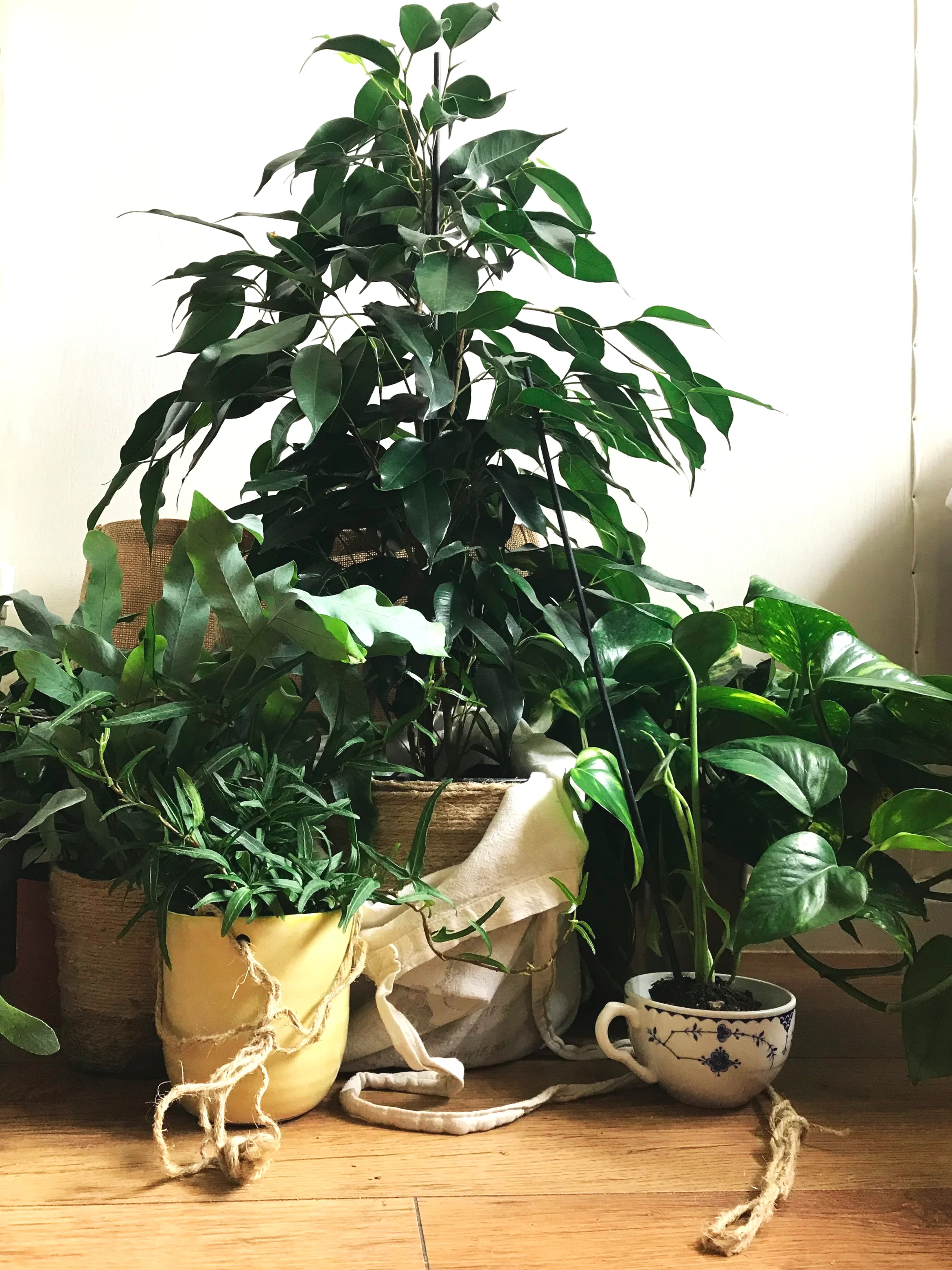plant+shopping+by+csevenm.jpg