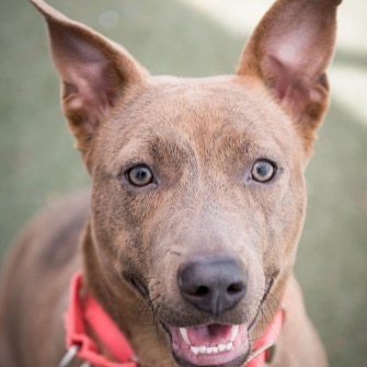 Do you need someone sweet in your life? Tia does, too! She's looking for someone who's active and can take charge in a relationship.
*
*
If you think you're the person for her, she's waiting for you at the Humane Society of Charlotte. *
*
It won't ha