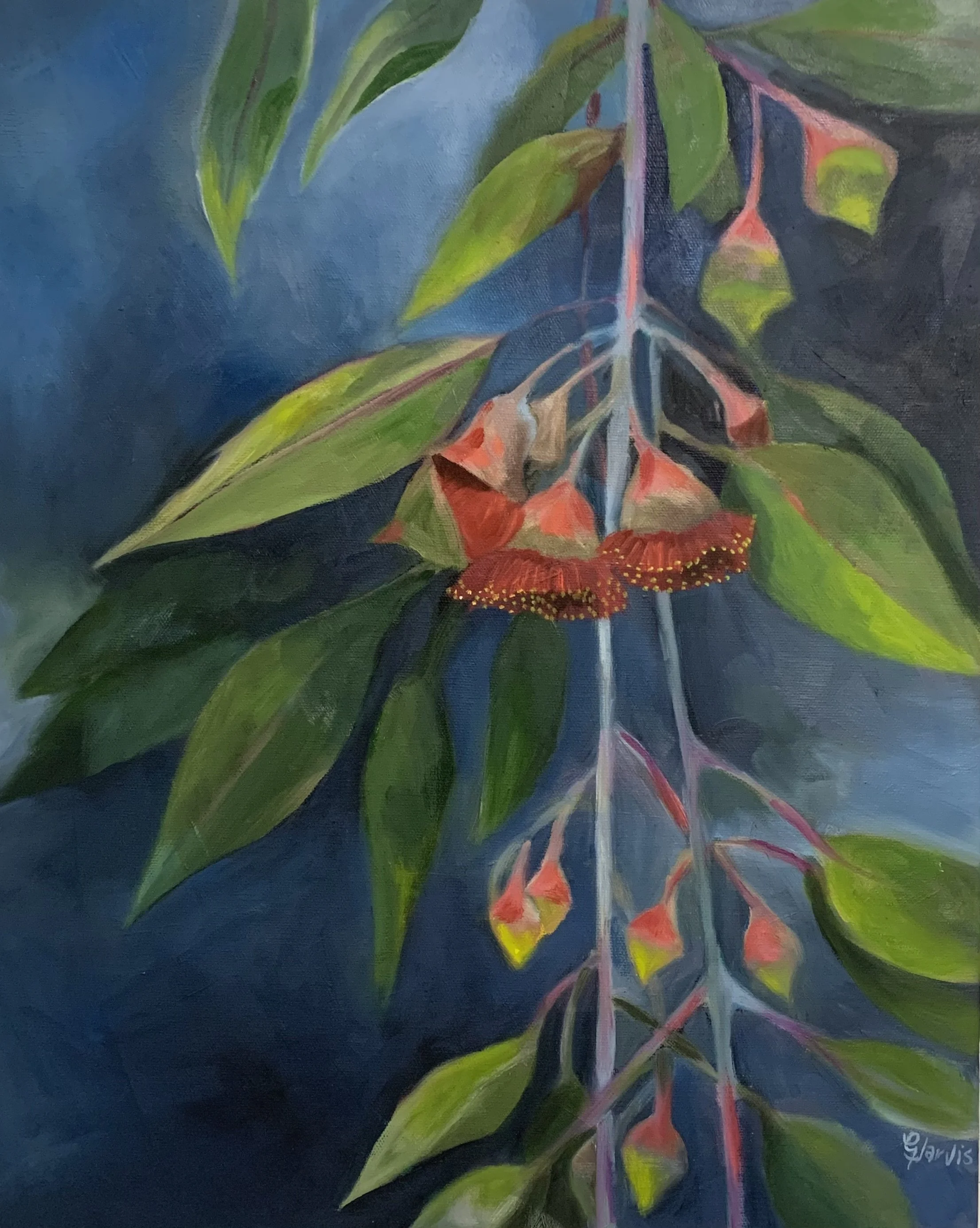 flowering gum.jpg