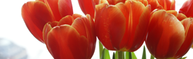 tulips.png