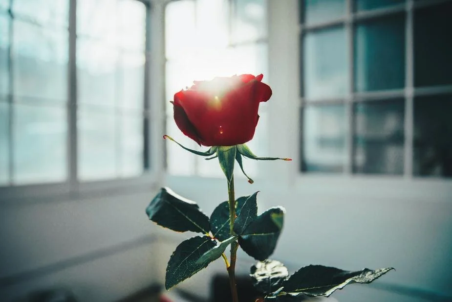Valentine's Day