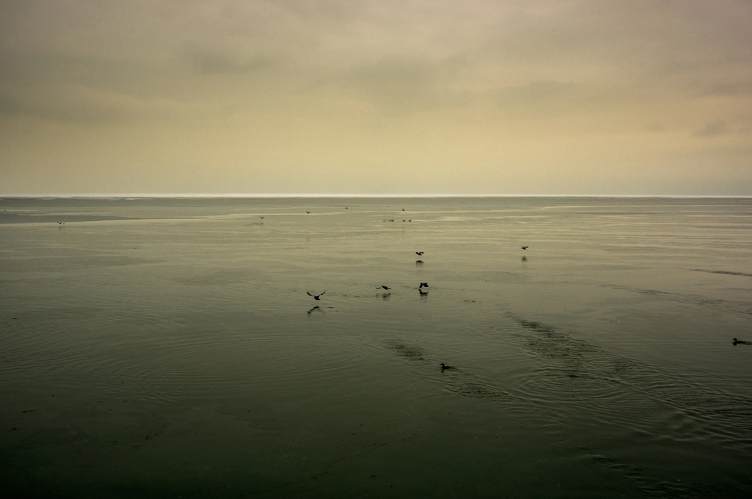 Sage Horizon