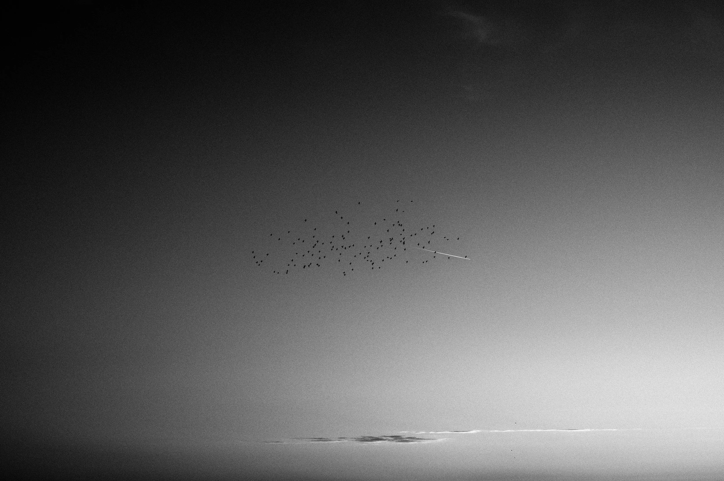 BIRDS CHASING A JET TRAIL