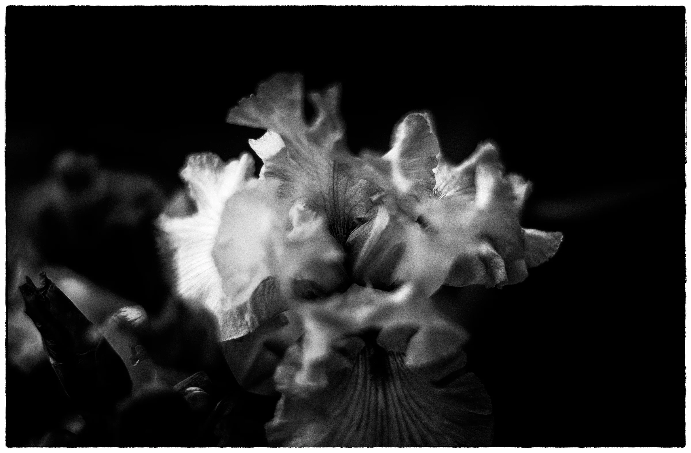 flora sans colour, no.2