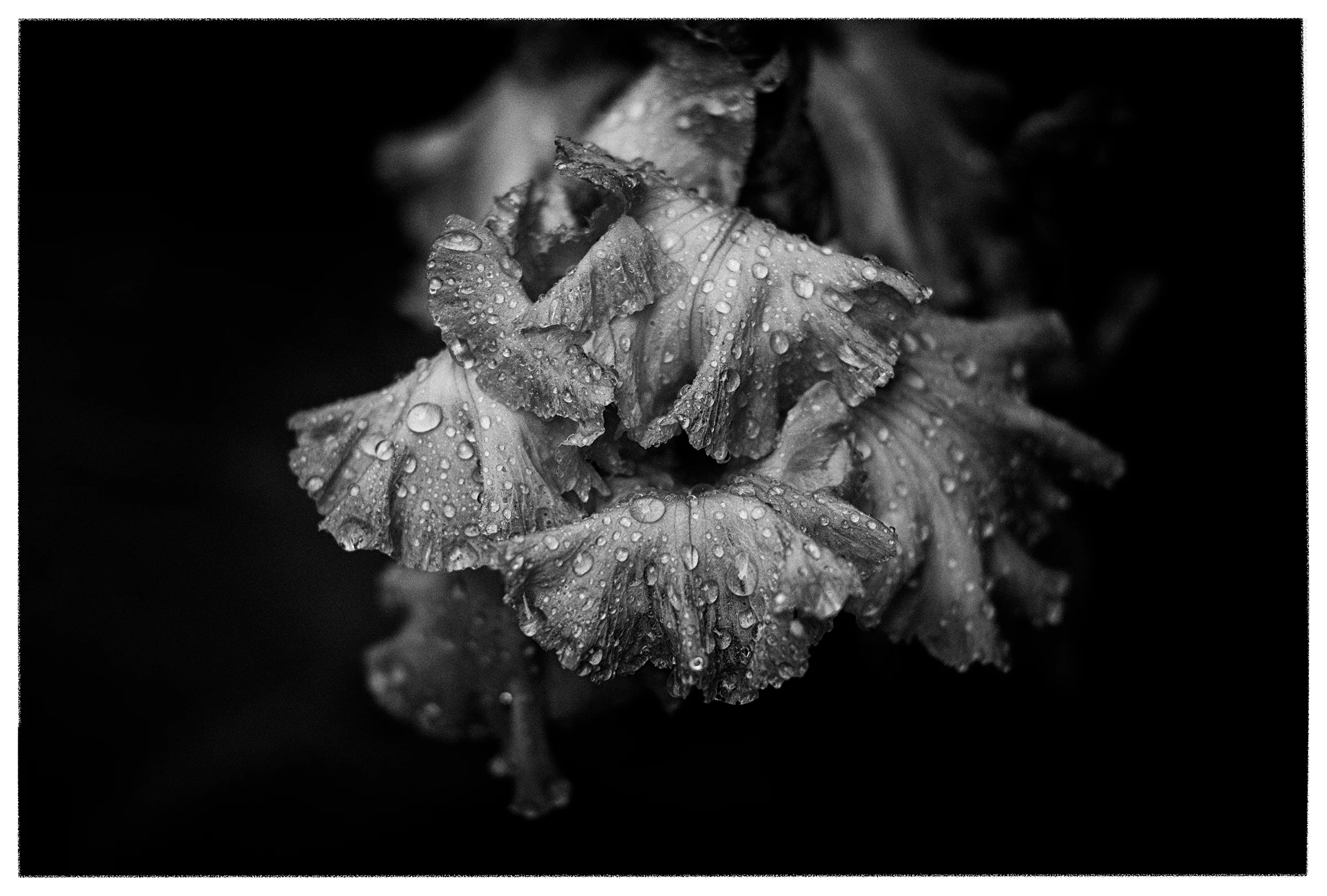 flora sans colour, no.6