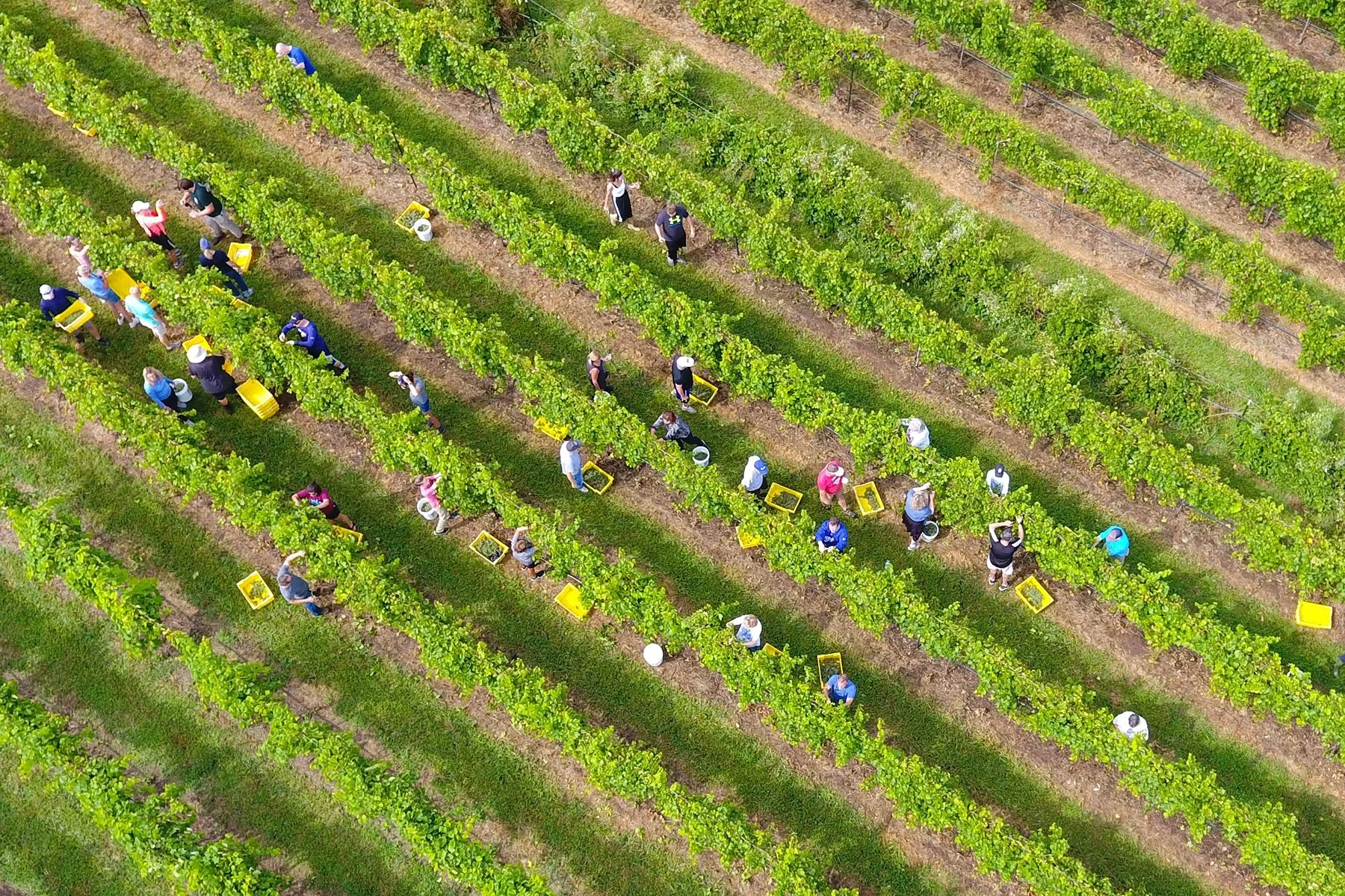 Harvest 