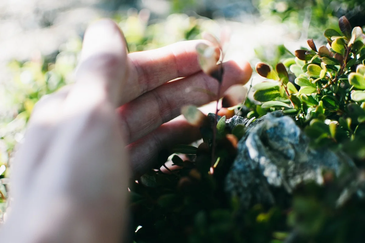 wellineux-mental-health-mindfulness-training-what-is-mindfulness-workplace-wellness-tedtalk.jpg