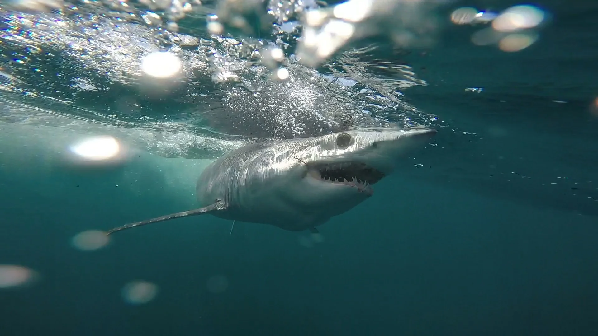 California Shark Fishing