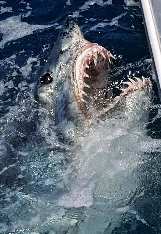San Diego shark fishing reports — California Shark Fishing