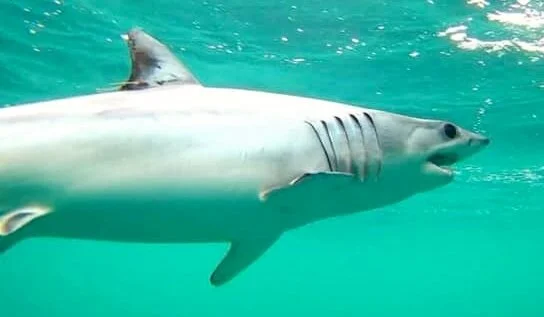 Makos are ready... are you?