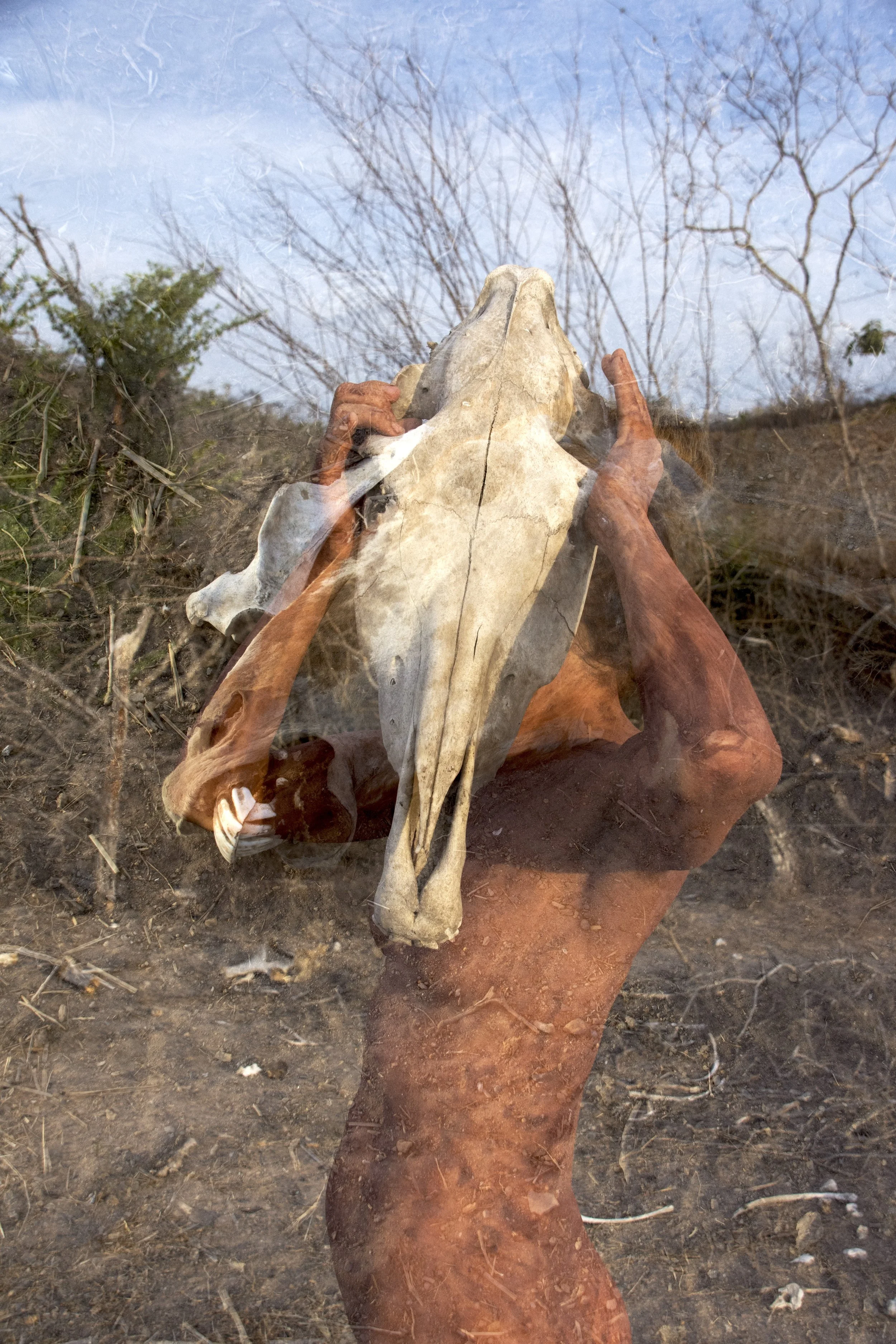 DSC_9080 WILD HORSE.jpeg