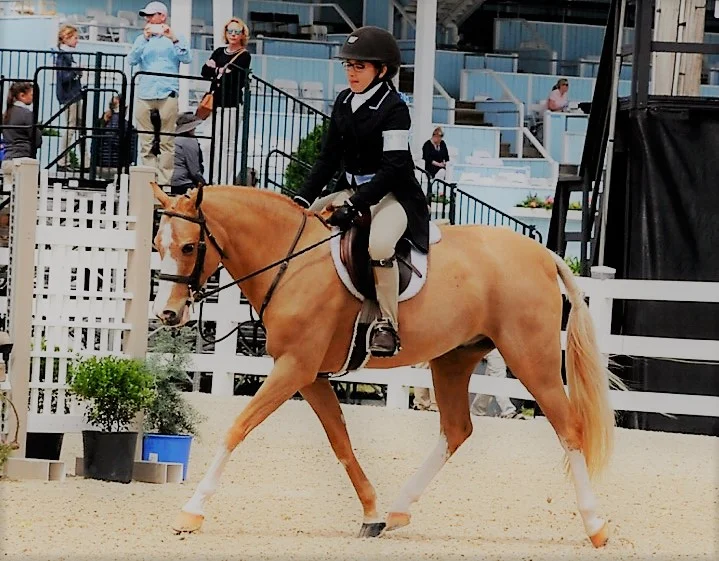 Devon Pony 1.JPG
