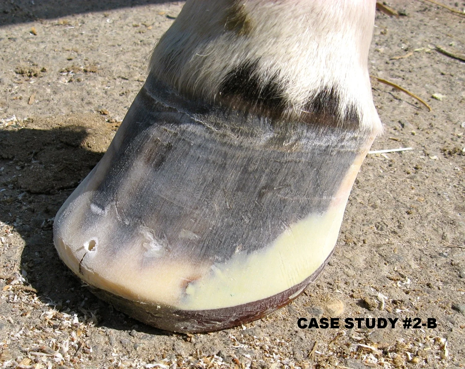 Case Study #1