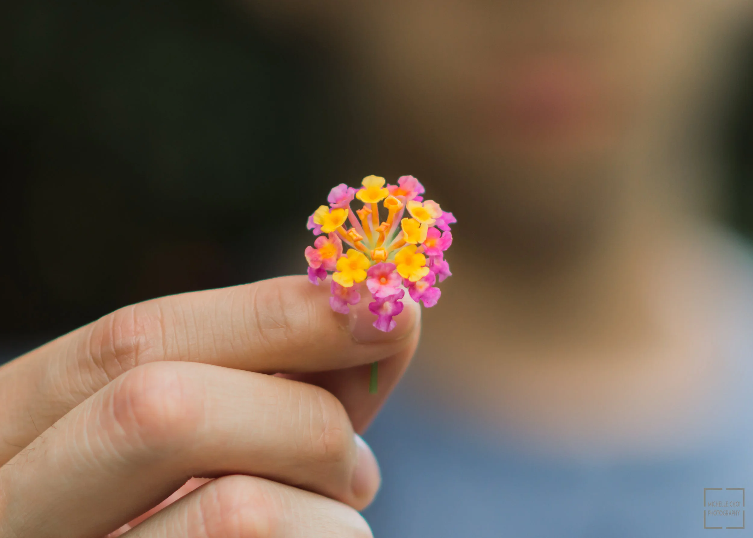 Flower macro.jpg